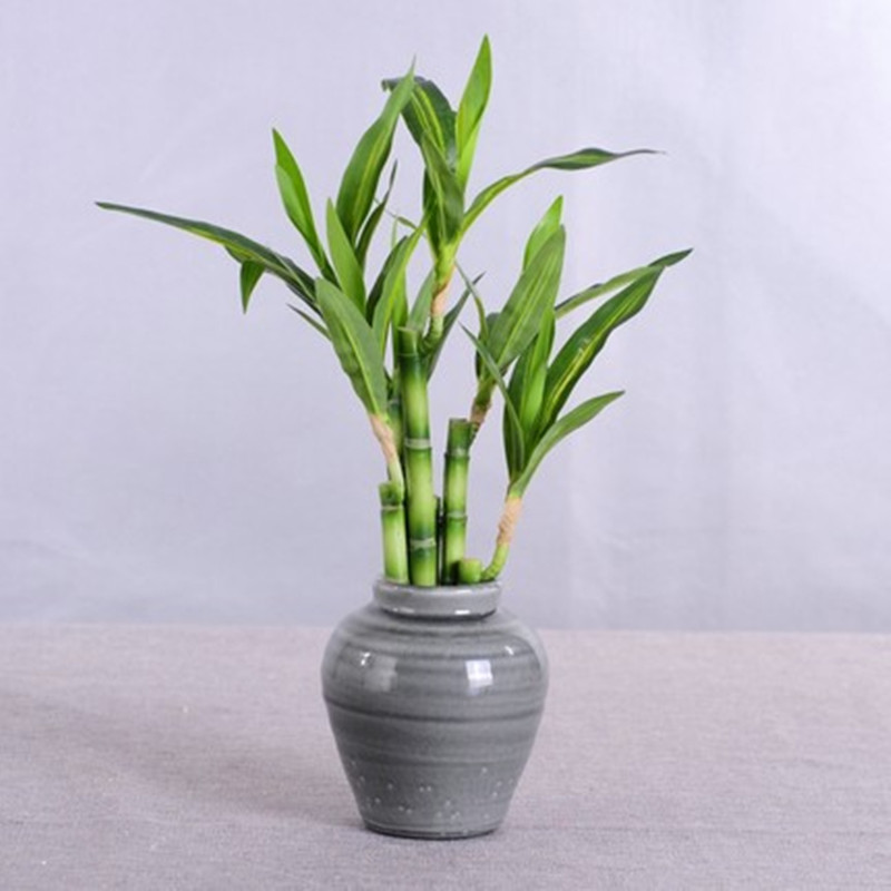 Cây Trúc May Mắn Nhân Tạo Mới  - đánh giá và giá Echeveria Succulent